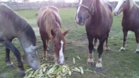 Horses are returning from the pasture