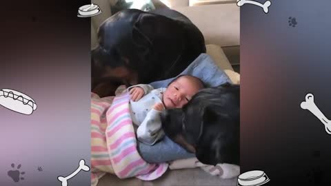 So cute or funny dog with baby