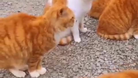 Cat video