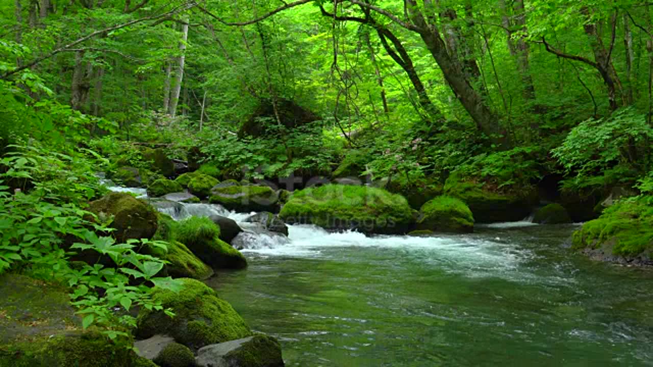 Stream in green forest 🏝🏞