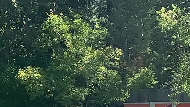 Bear Blows Bubbles in Backyard Pool