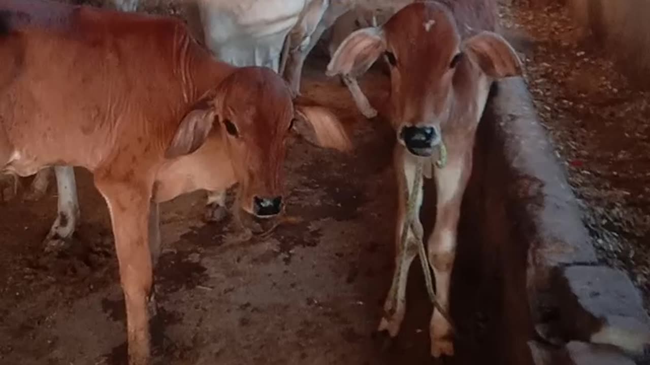 India cow video
