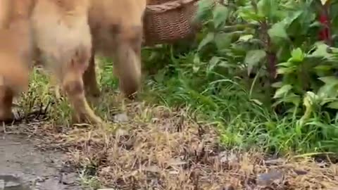 A Dog is One of the Best Friend #shorts #viral #shortsvideo #video