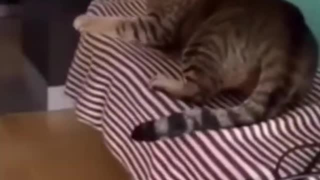 funniest dogs and cats