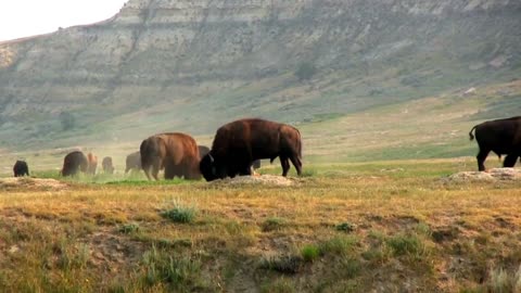 Unseen Animals fight