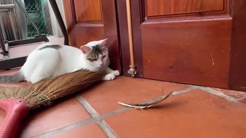 Cute cat