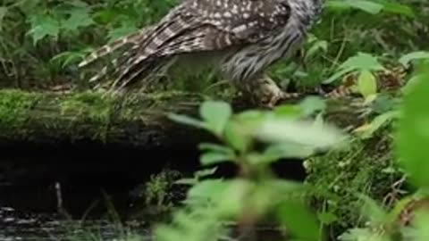 Bathing majestic owl 😊