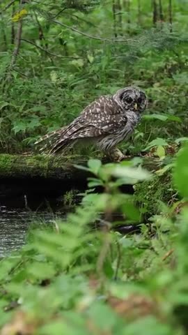Bathing majestic owl 😊