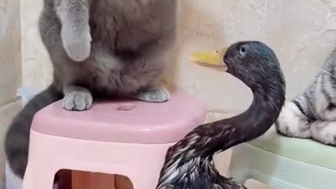 Cats and ducks playing,,