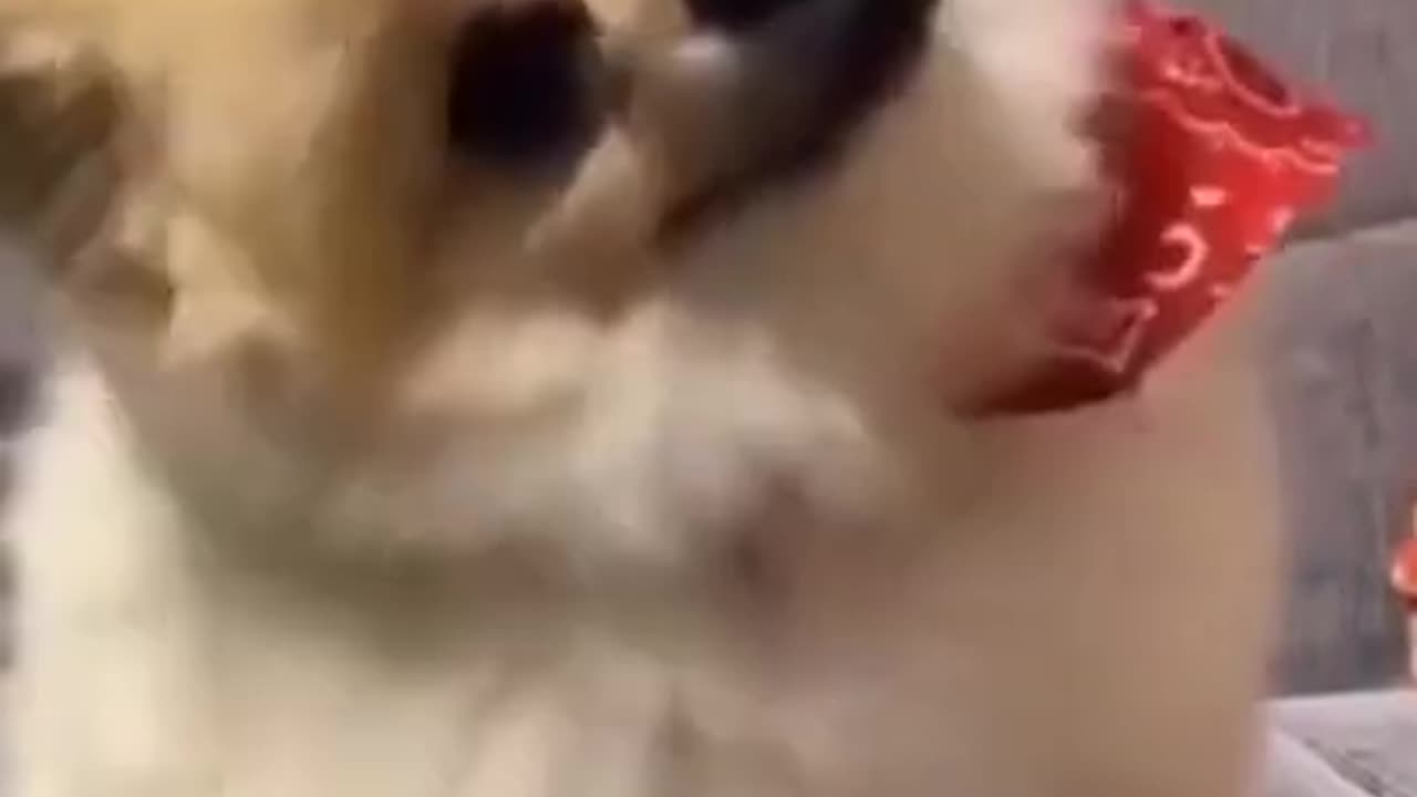 funny puppy