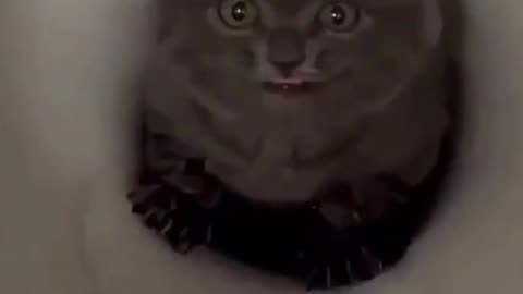 naughty cats#😱😱 #catfunnyvideos #trending #naughtycats #funnyvideos #cute #catlovers