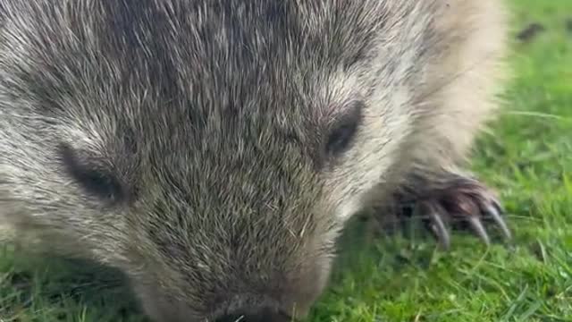 Wombat MONCH ASMR