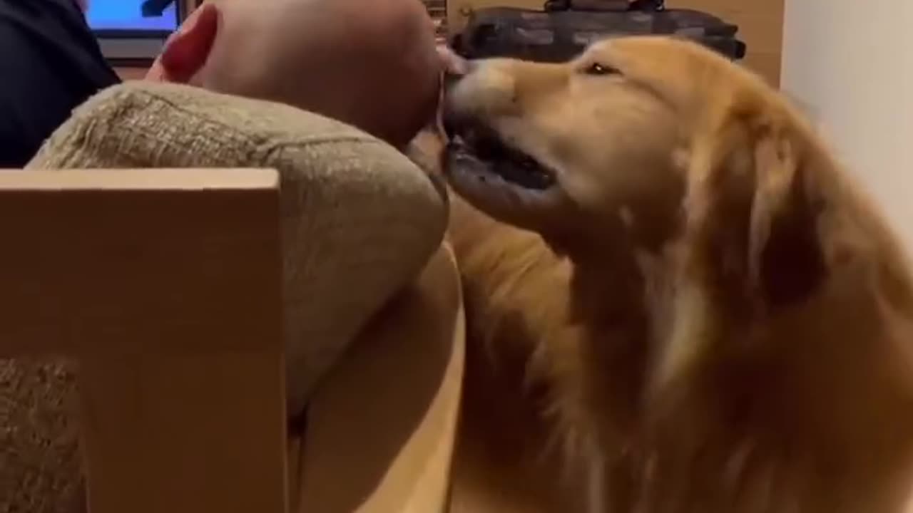 Golden Retriever teasing his bald master :)