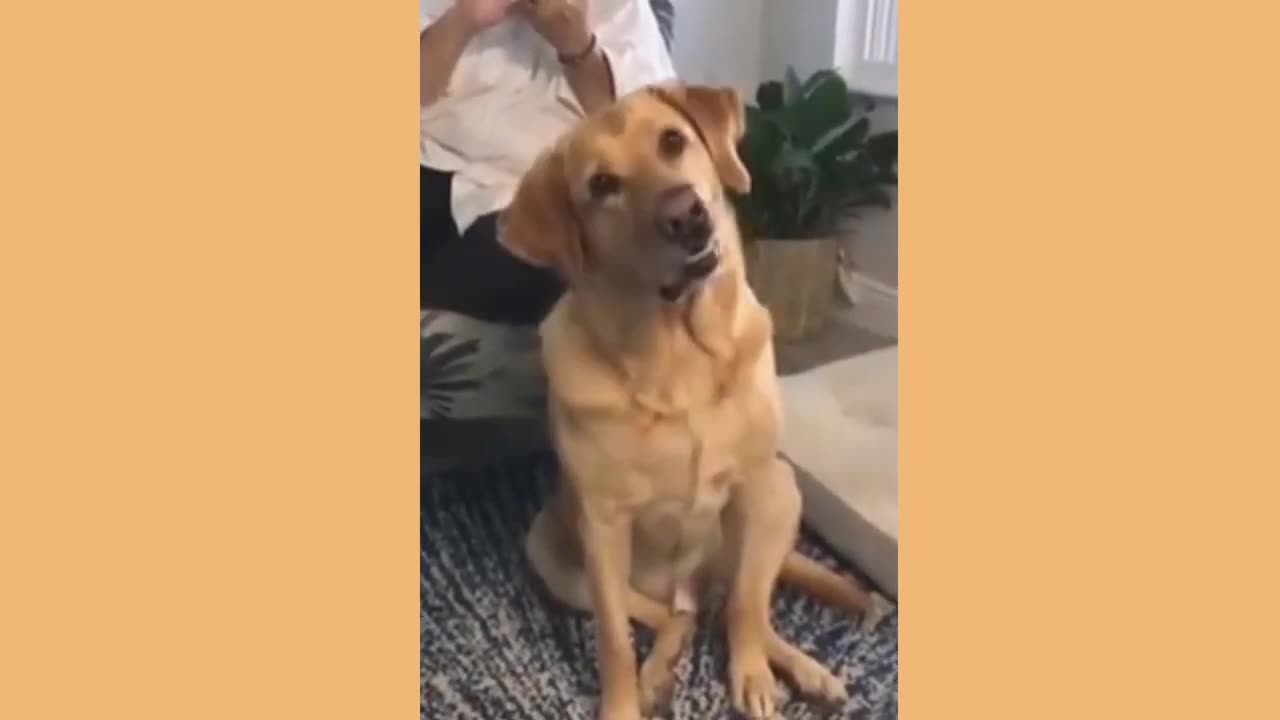 Funny Animal Videos Part 60__Try Not To Laugh Cute Dog Videos__@blessedbaritone