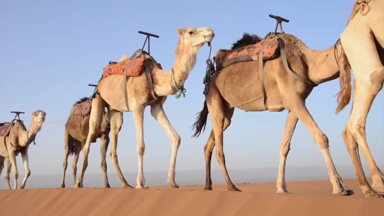 Camel Sound