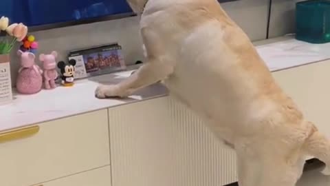 Dog Moments!