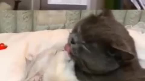 Funny video