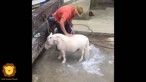 Funny and Cute Horse Videos Compilation cute moment of the horses- Cutest Horse #5-1