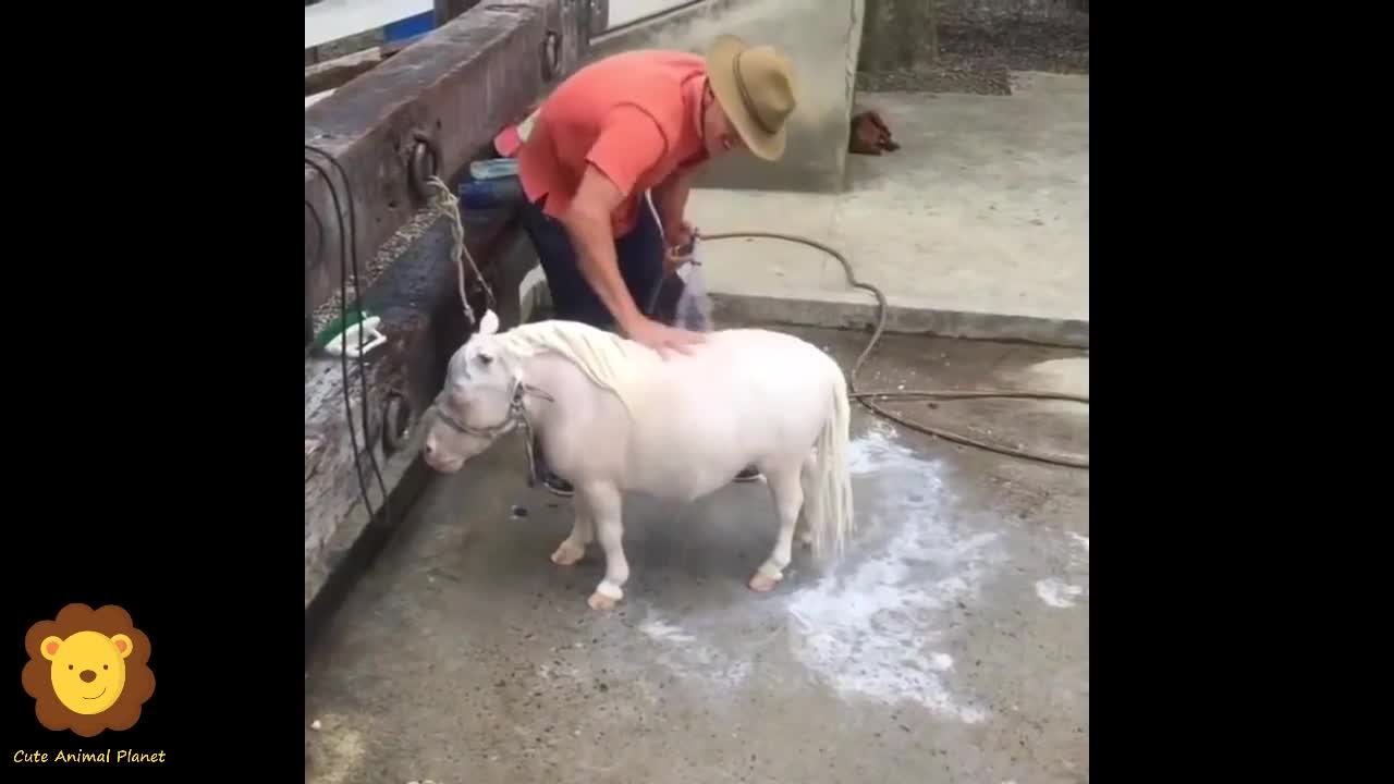 Funny and Cute Horse Videos Compilation cute moment of the horses- Cutest Horse #5-1