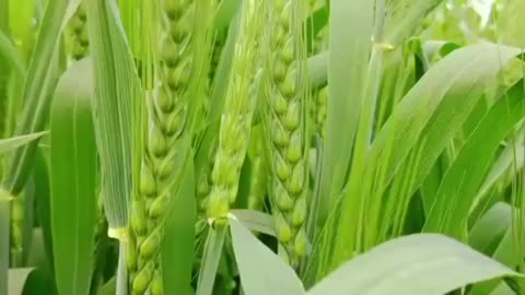 natural view of wheat crops providing a soothing effect and relaxed your mind