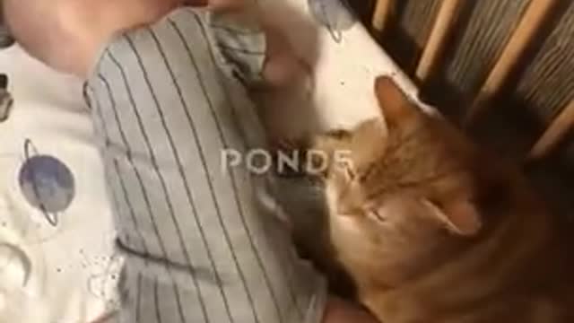 Cute Kitty Massages Baby's Belly,