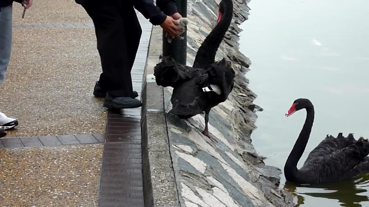 Baby Black Swan