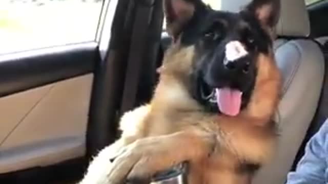 The chillest dog on road trip!