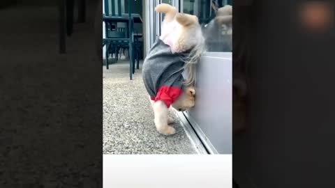 Videos Graciosos de Animales 🙉 Animal Funny videos 2021#6