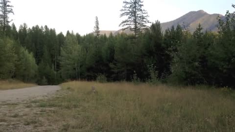 Face to Face With A Mountain Lion