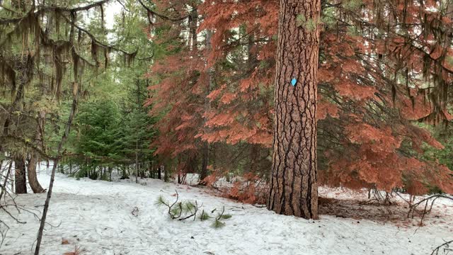 Rust Colored Tree – Bandit Springs Sno-Park – Central Oregon – 4K