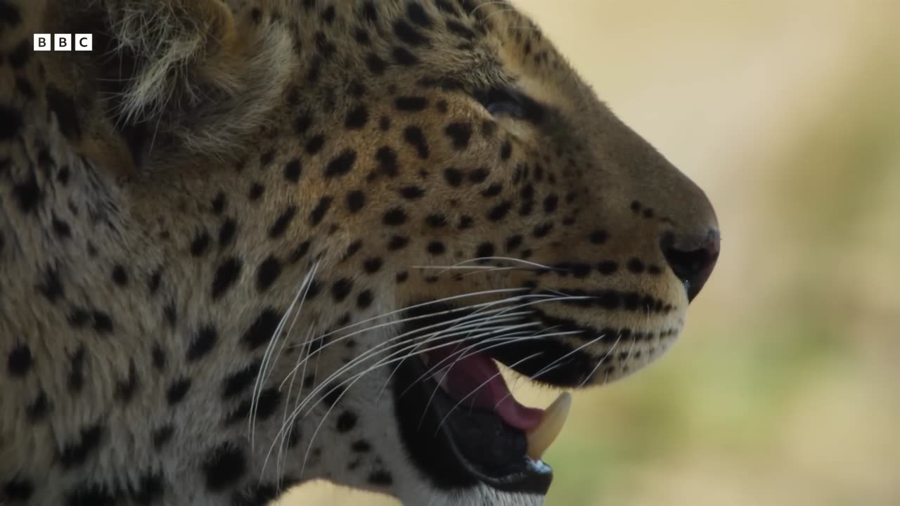 Leopard Risks Death For Dinner Planet Earth III BBC Earth