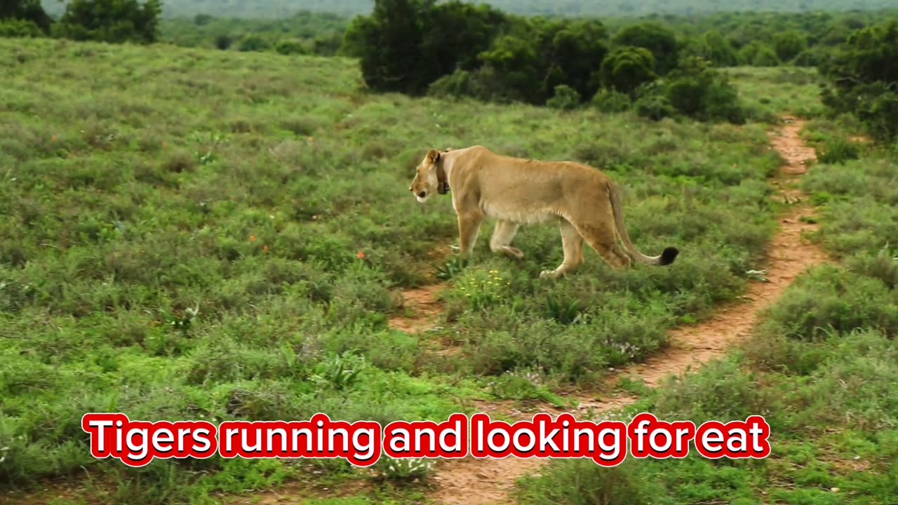Tiger runing and looking for eat | National geographic 24