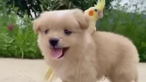 Birds and Dogs Friendship Makes Us All Envy