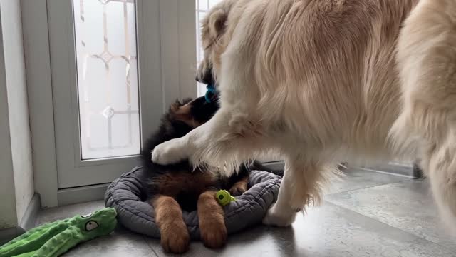 Funny Golden Retriever Playing Like a Little Puppy