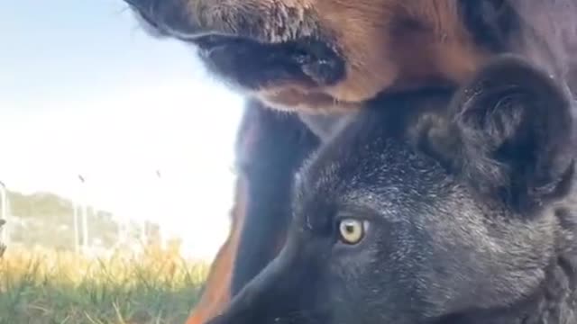 Tibetan Mastiff VS Wolf