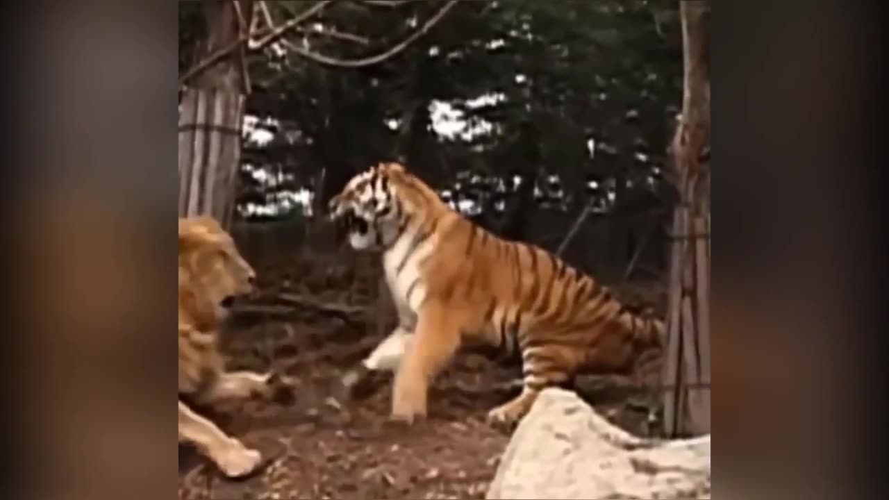 Tiger vs lion fight