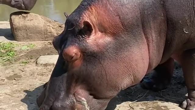 hippo