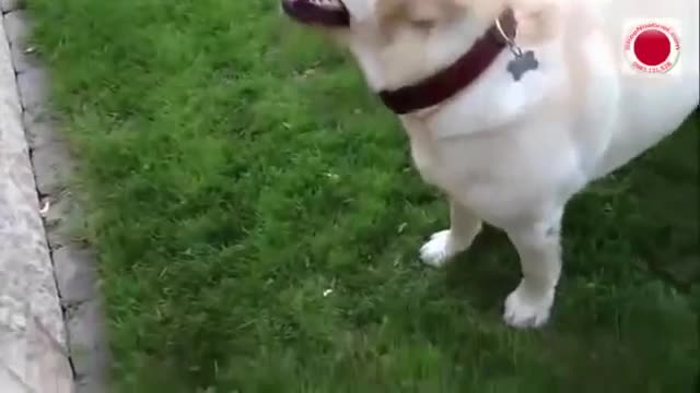 Dog barking funny sound