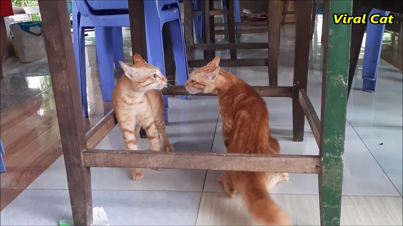 Cats Fighting and Meowing - These Two are Bloody Brothers | Viral Cat