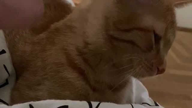 Sleepy kitten enjoys being caressed