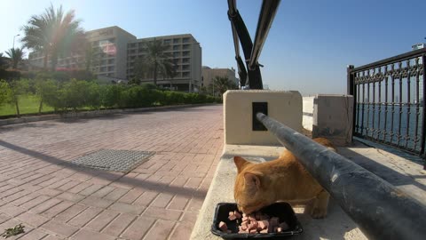 MICHAEL JACKSON & ED SHEERAN - Homeless cats in Ras Al Khaimah, UAE #cat #EdSheeran #MichaelJackson