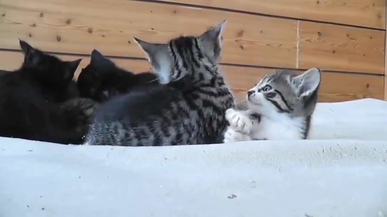 Two cat's fighting each other friendly