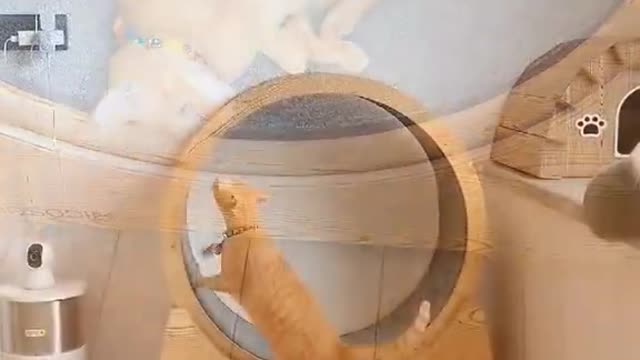 Howcatsgetfit.