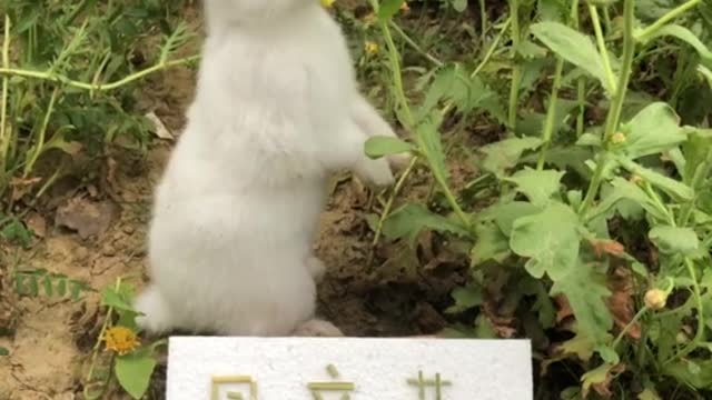 White rabbit's hay and carrots