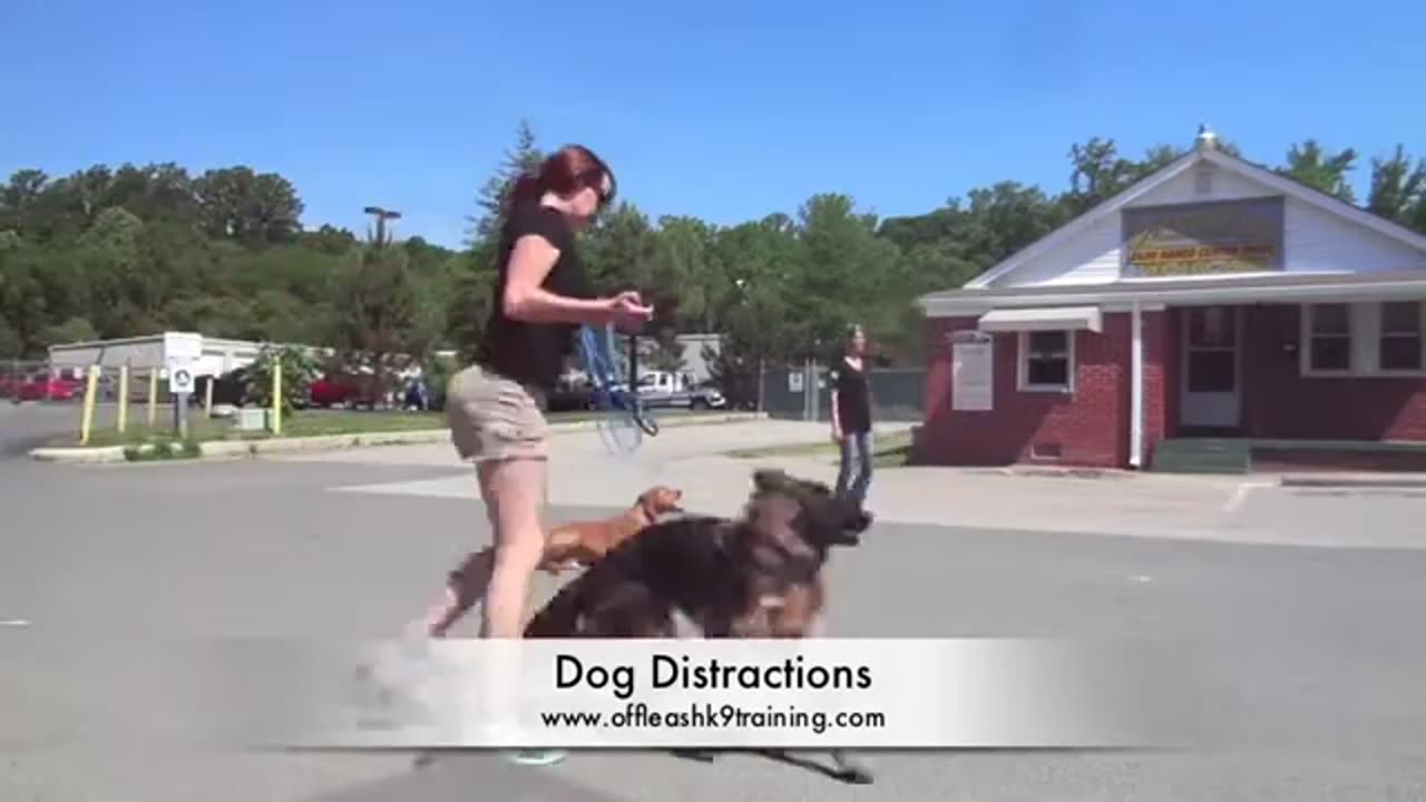 Red Tick Hound"Jesse:" Amazing Distractions! Hounds Can Be Off Leash, Too!