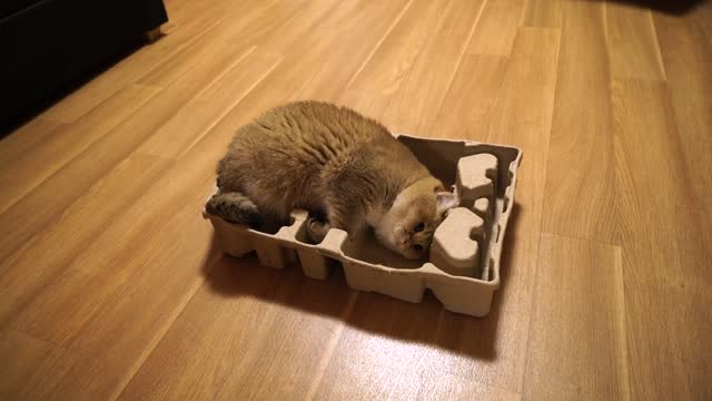 Puzzle Hosico