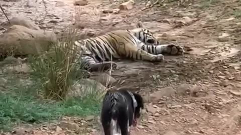 killTigered dog at zone 2 Ranthambore National Park, Tiger attack dog