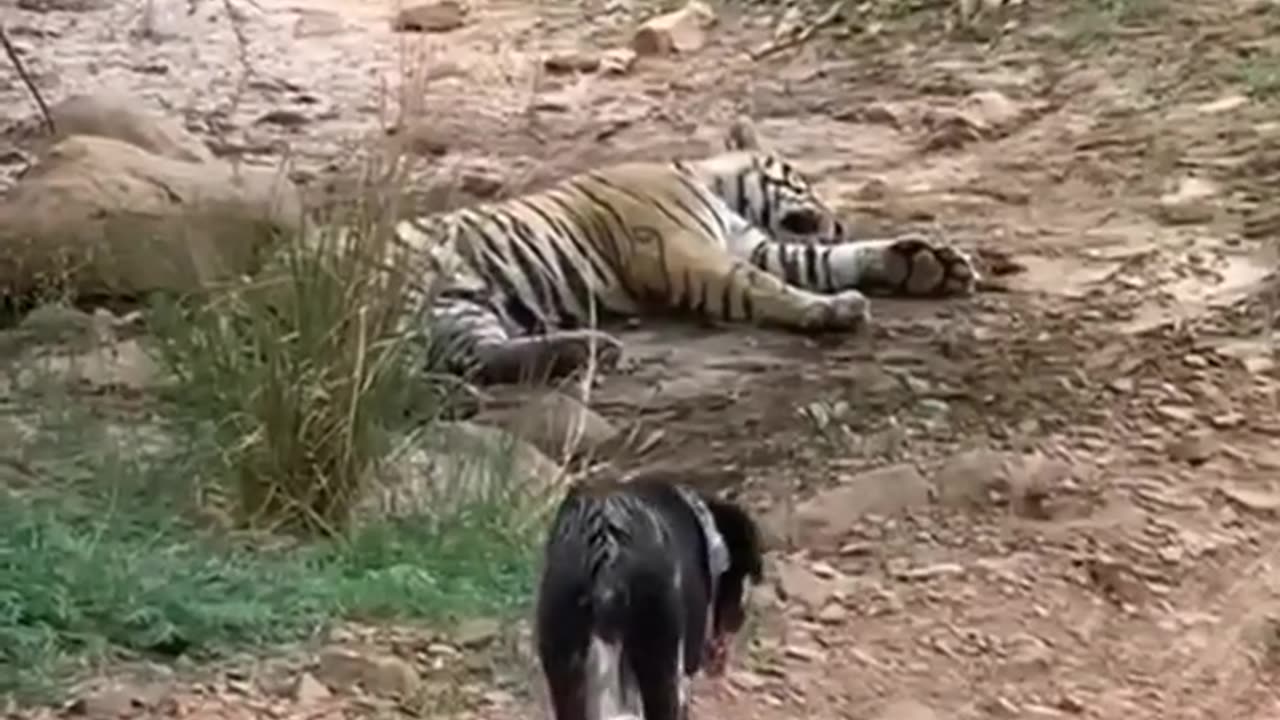 killTigered dog at zone 2 Ranthambore National Park, Tiger attack dog