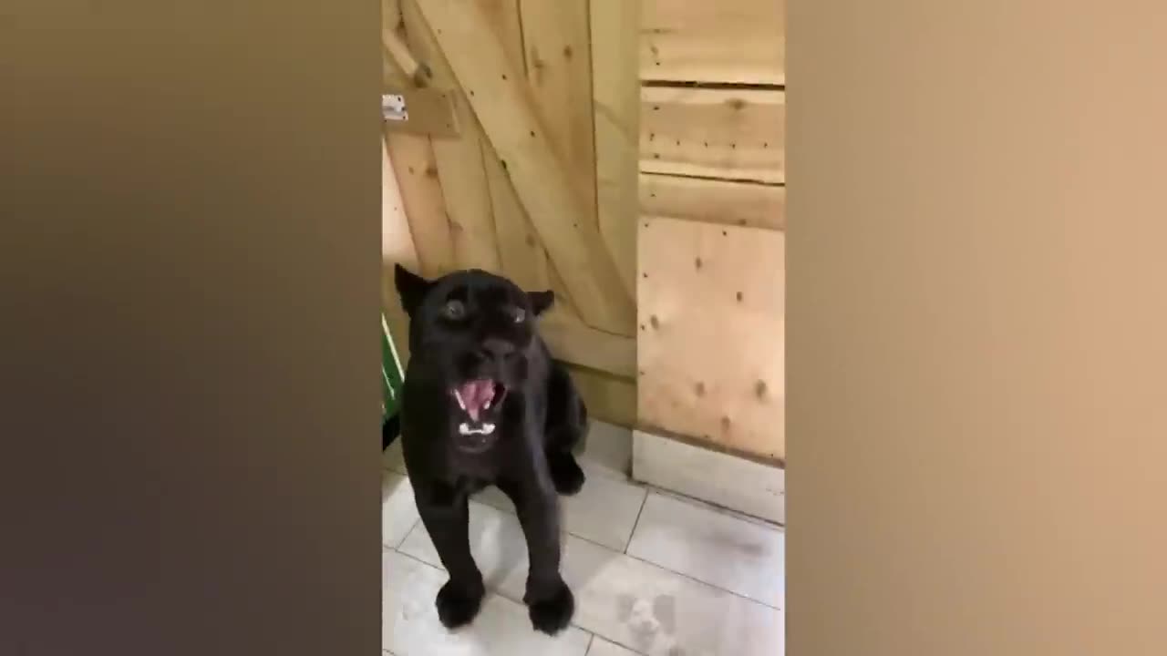 Is it Possible to Watch Without Laughing? 100% Guaranteed to Make You Chuckle