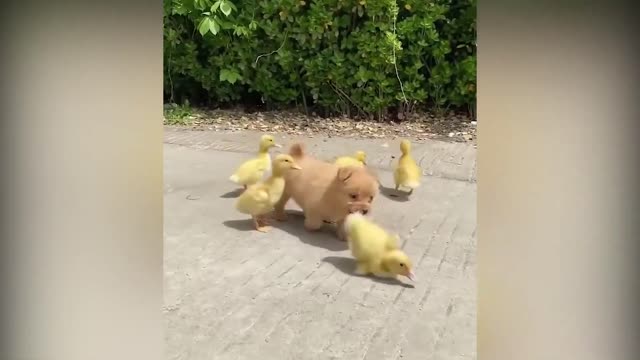 A Cute Puppy Became The Boss Of Five Ducklings